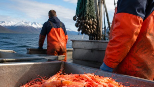 Northern Shrimp Fishery Set to Reopen After Years of Closure | macau prize togel, rocket play slot
