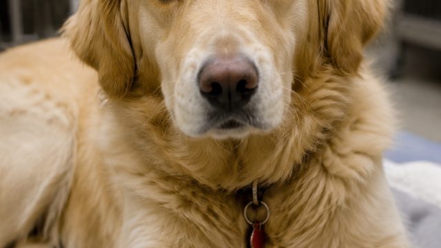 Community Unites to Support Rescue Dog Molly's Medical Journey